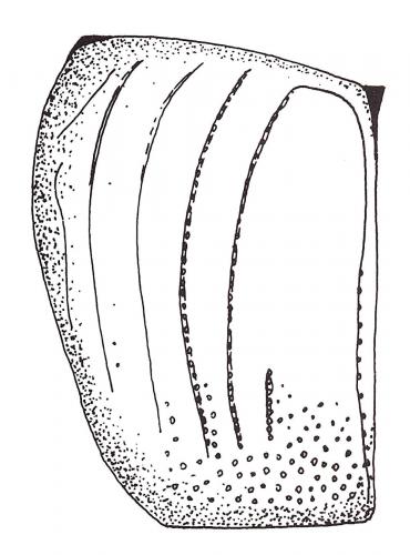 Hypocaccus rufipes